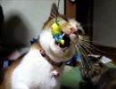 《あらお家》くぅとふなっしー