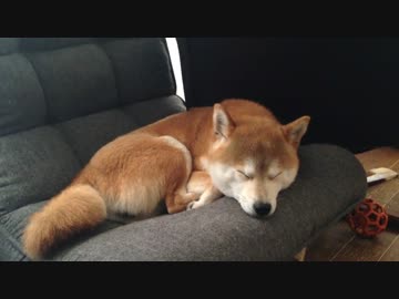 シバイヌが寝るだけ