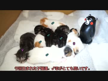 【#210】 やっぱり大好き貯金箱　【猫万歳】