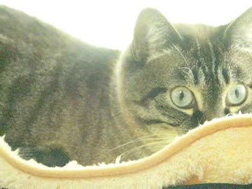 ジャンくんハンモックに乗る！