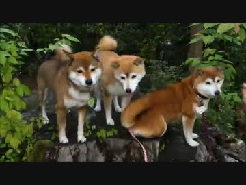 柴犬親子ひかいちめろ３ショット撮影会