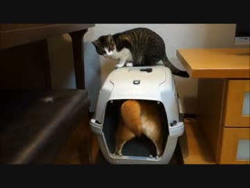 ひかりのクレート堀りが気になるミルキー