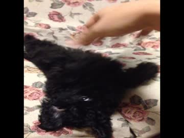 【ぷりんにっき】VS マスターハンド【＃１】