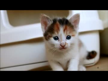 ちゃとらとはちわれ　２階の２家族