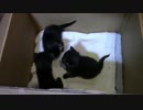 【生後25日】きょうの仔猫B【蒼民家の猫々】