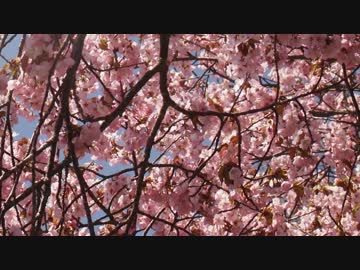 ＶＴＲと、春を探してきた２