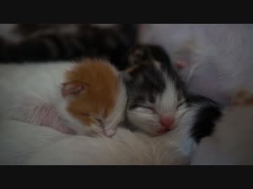 【#211】 題名にセンスを感じられない　【猫万歳】