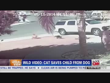 猛犬に完全勝利した猫のタラくんUC