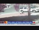 犬に噛まれたこどもを救う猫