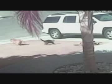 ねこ【タラちゃん】のアタックに、もらい泣き