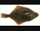 ホモと見る世界のカレー