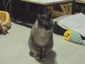 ジャンくんの留守番に驚きの変化が！