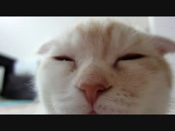 子猫大きくなりました