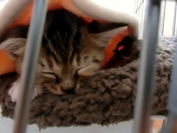 毛布をちゅうちゅう吸う子猫　【保護猫みーちゃん】