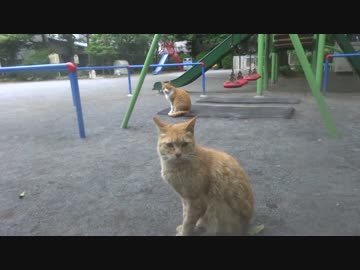 野良猫ファミリーに潜り込んでぼんやり過ごしてみた
