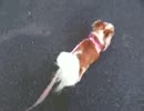 チワワのお散歩動画「犬のお散歩動画シリーズ」その０ 140515 171634