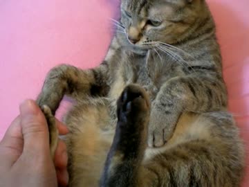 拾いねこ＠生後680/647日　はらてんねこさん