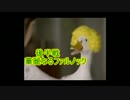 【ＭＨＦ】パローネ大航祭★９　Ｇ００２航路前編