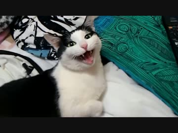 撫でるのを辞めたらもっと撫でろと訴える白黒いヤツ