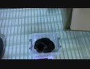 【生後27日】きょうの仔猫【蒼民家の猫々】
