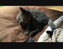 猫が毛づくろいしてるだけ