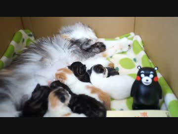 【#212】 ←タイトル→　【猫万歳】