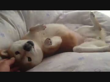 シバイヌゴロゴロ