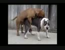 【童貞で】動物　ハプニング動画【良かった編】