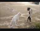 【猫VS】動物　ハプニング動画【にゃんこ編】　