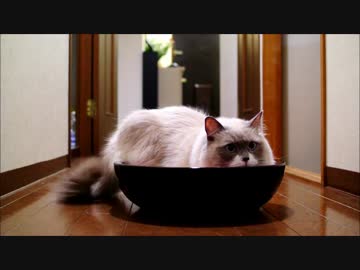 いやいやながらも撮影に協力してくれる猫が愛しくて