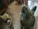 待てさせてみたら・・・２
