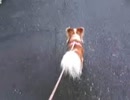 チワワのお散歩動画「犬のお散歩動画シリーズ」その１
