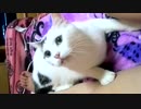 甘噛みに夢中