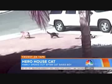 犬に襲われた子供を助ける猫UC