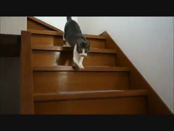 朝日と猫ミルキー