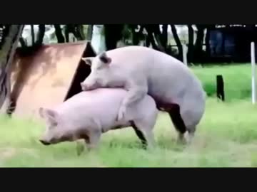 豚の交尾