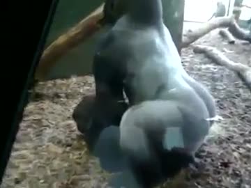 ゴリラの交尾