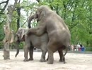 ゾウの交尾