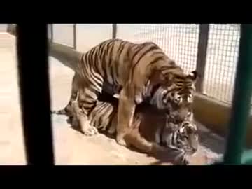 トラの交尾