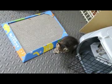 ちゃとらとはちわれ　2014　タワー遊び？