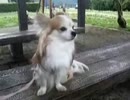チワワのお散歩動画「犬のお散歩動画シリーズ」その２　お出かけ編