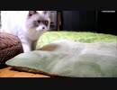 猫がボールをもってきてくれると異常にテンションがあがる