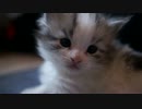 【#214】 のんちゃん　【猫万歳】