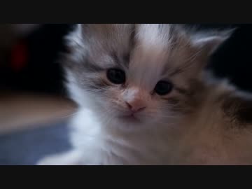 【#214】 のんちゃん　【猫万歳】