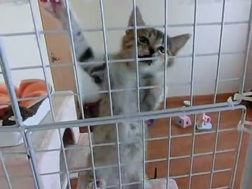 スパイダーにゃん　【保護猫みーちゃん】