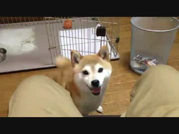 ビーフジャーキーをねだるシバイヌ