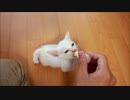 【猫】棚からおもち　PART1【おもち】