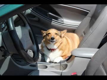 ドライブ大好きな犬と猫