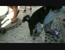 人に恋した犬