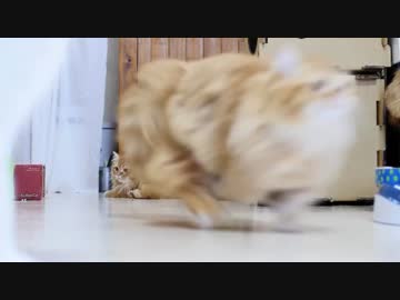 【マンチカンズ】マンチカンのダッシュが半端ない